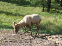 Bighorn Grazing